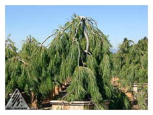 PINUS strobus 'Pendula'